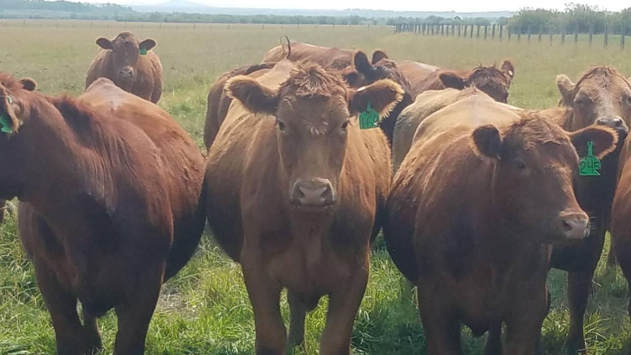 2 Loads/95 Head Bred Red Angus
